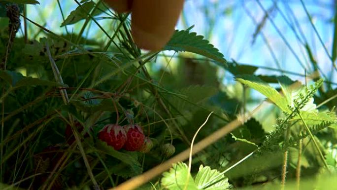 采摘野生草莓。