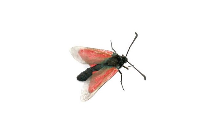 红色黑色蝴蝶在白色孤立背景上飞走