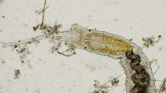 显微镜下的Naididae科蠕虫，Pristina longiseta