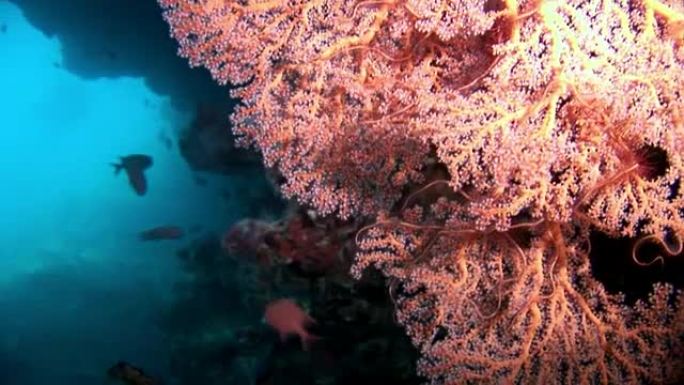 马尔代夫的珊瑚礁水下惊人海床。