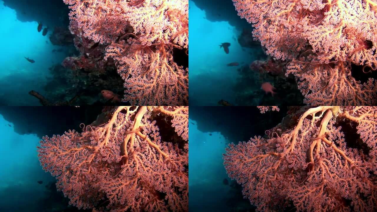 马尔代夫的珊瑚礁水下惊人海床。