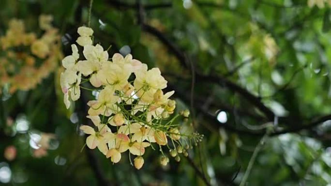 爪哇决明子，粉红色淋浴，苹果花树，彩虹淋浴，树上的热带花