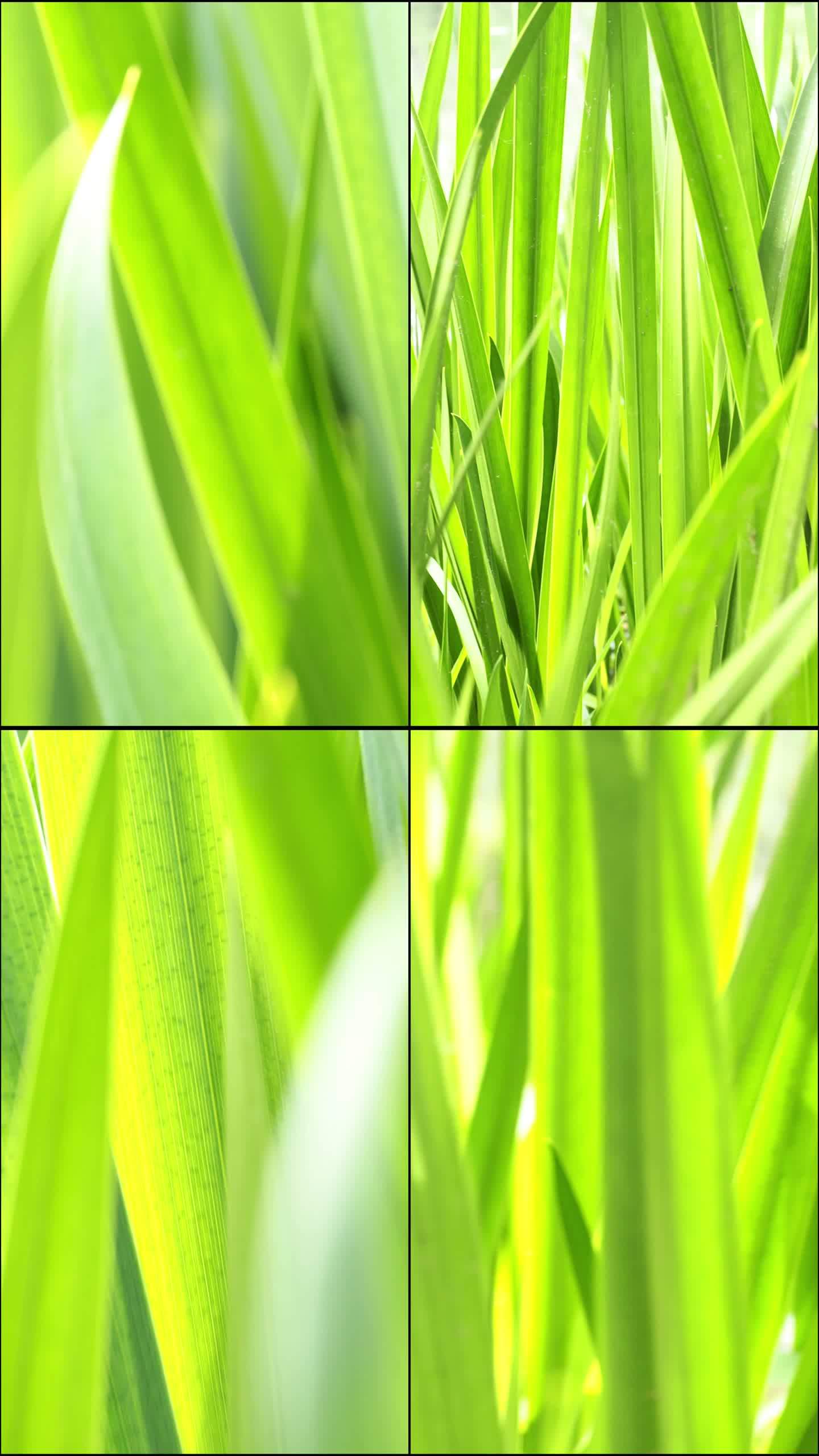 绿色植物草近景特写镜头