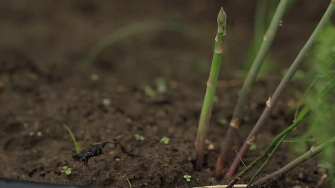 芦笋在生物农场的土壤上生长