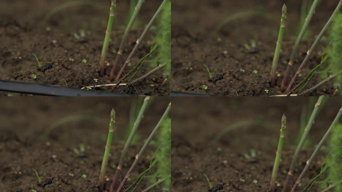 芦笋在生物农场的土壤上生长