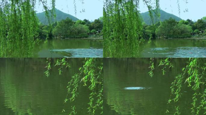 鱼 欢跳 湖水 柳树柳条春天绿意 古风