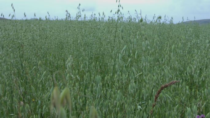 燕麦 富硒农作物 平安区 种植
