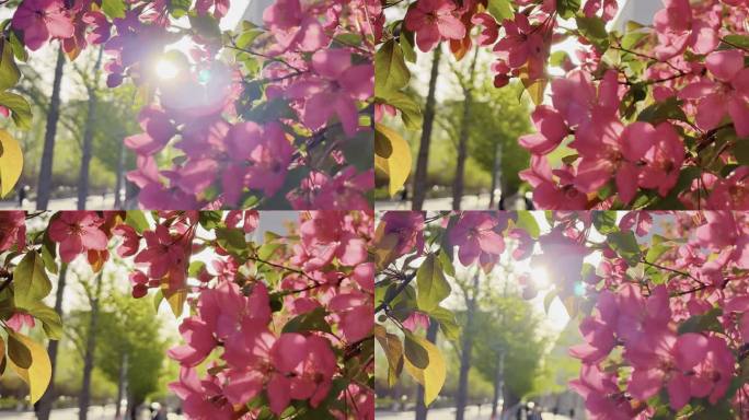 大学校园傍晚的阳光洒在花瓣上熠熠生辉