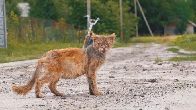 无家可归的灰色脏猫，饥饿的破旧和生病，坐在乡村街道上的乡村道路上