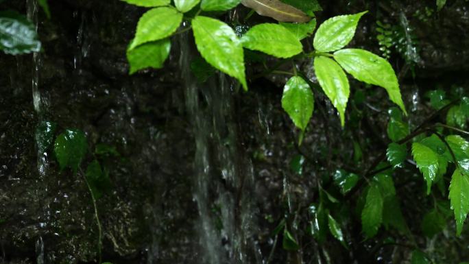 热带雨林植物