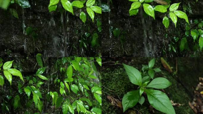 热带雨林植物