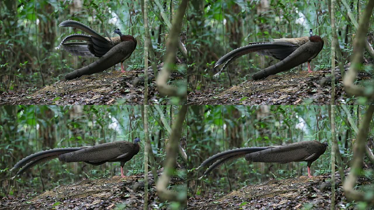 奇异鸟: 成年雄性大阿格斯 (Argusianus argus)，角度视角，清晨在跳舞的地面上散步和