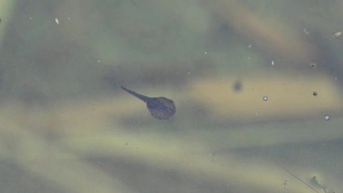 蝌蚪在河里游泳