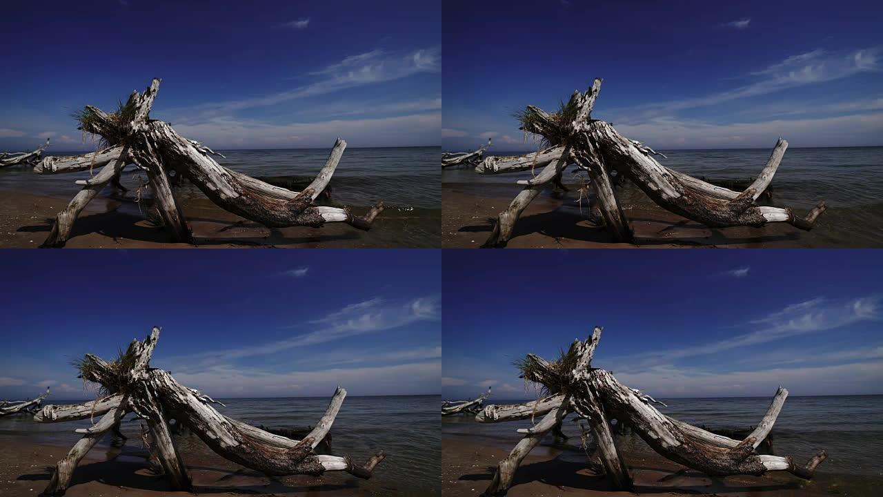 拉脱维亚波罗的海科尔卡角海滩上的死松树