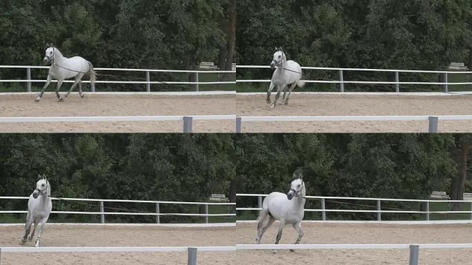 白马跳了一圈。