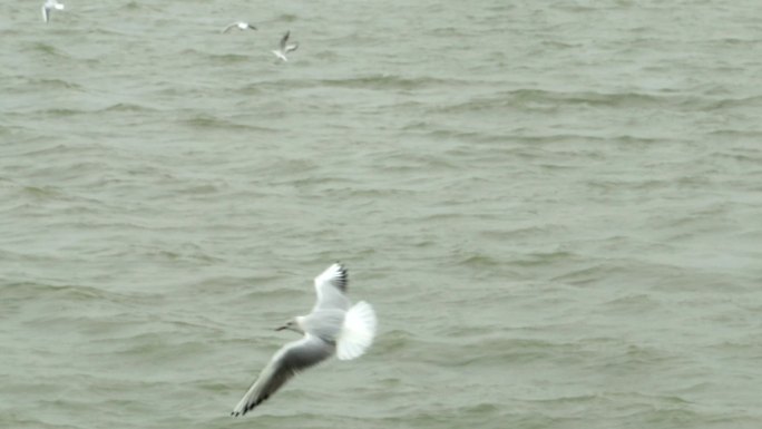 无锡鼋头渚太湖上飞行的海鸥