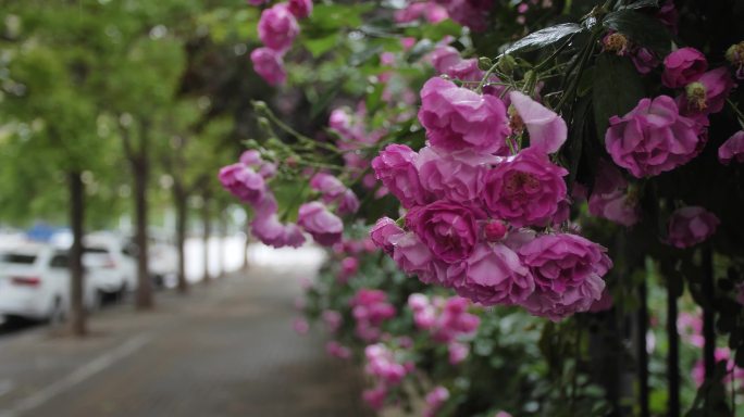 唯美雨中蔷薇花