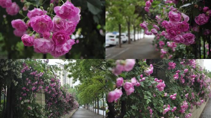 唯美雨中蔷薇花