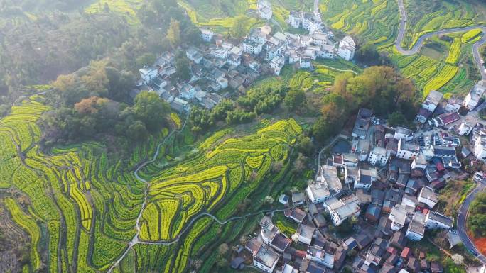 航拍江西省婺源江岭景区油菜花花海风景