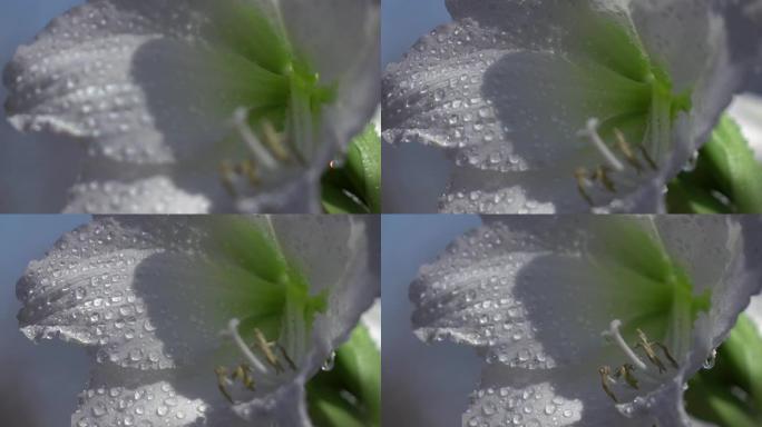 在慢镜头中，蓝色天空衬托着白色的孤挺花和水滴。