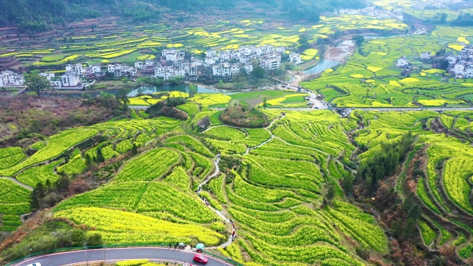 航拍江西省婺源江岭景区油菜花花海风景