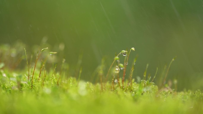 雨水洒在苔藓上的微距特写