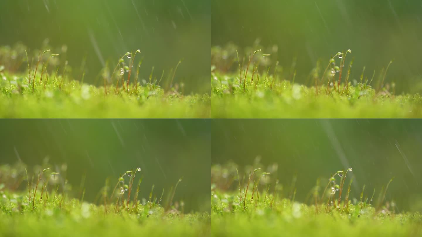 雨水洒在苔藓上的微距特写