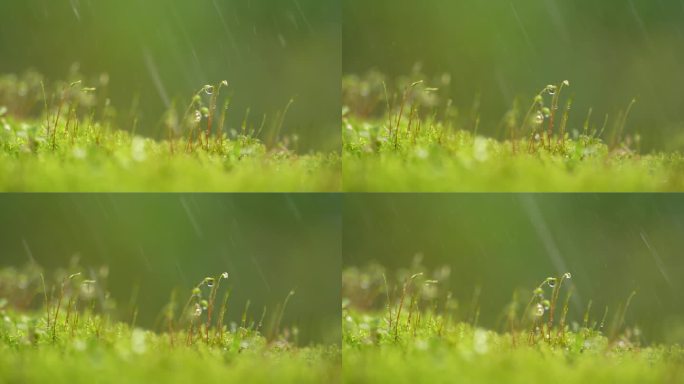 雨水洒在苔藓上的微距特写