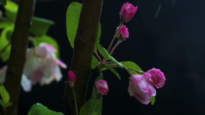 下雨天植物海棠花朵风中摇曳实拍