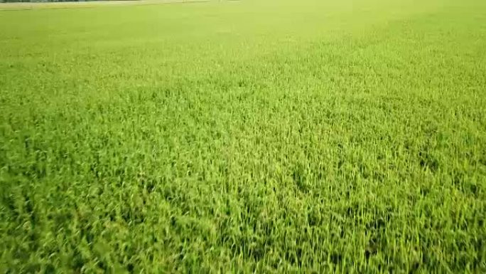 鸟瞰绿色稻田中的水稻