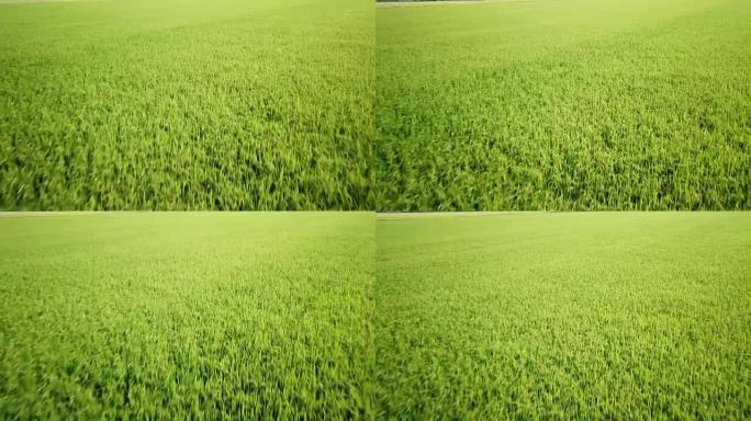 鸟瞰绿色稻田中的水稻