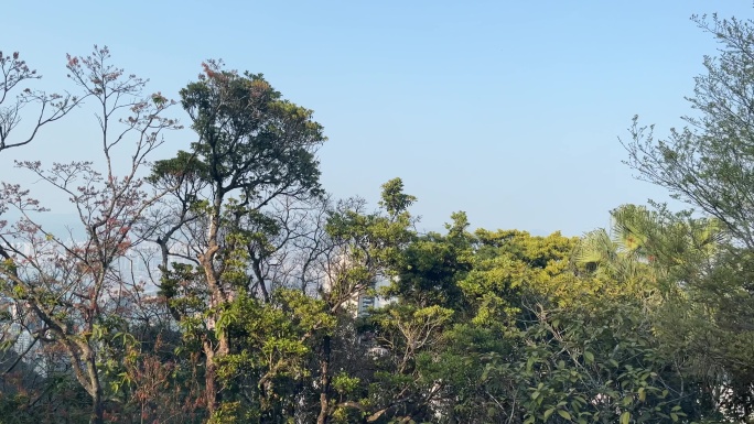 沿途飞速后退的树林