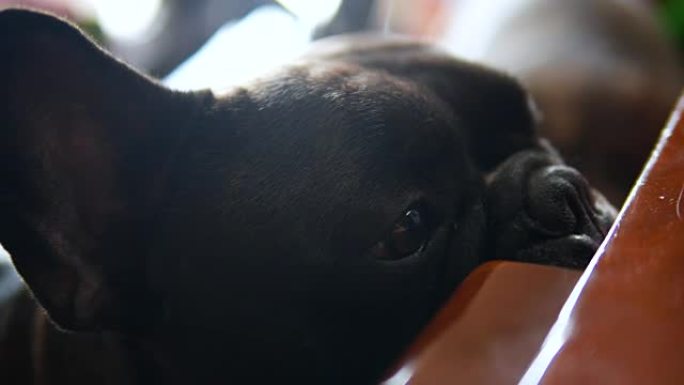 可爱的黑色法国斗牛犬喜欢找点吃的。