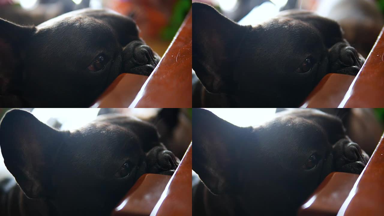 可爱的黑色法国斗牛犬喜欢找点吃的。