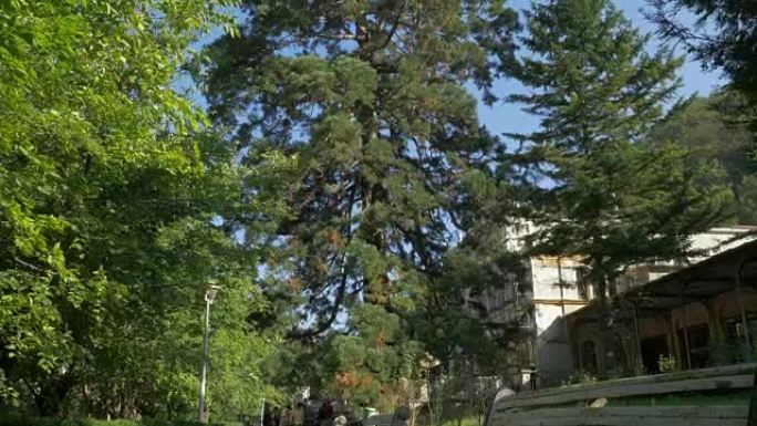位于罗马尼亚西部赫库兰温泉度假村的老红杉树