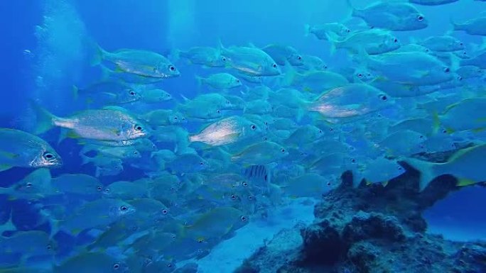 在热带海洋富埃特文图拉加那利群岛游泳的鱼