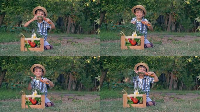 收获之家，胡萝卜小男孩坐在花园里的有机蔬菜木箱附近