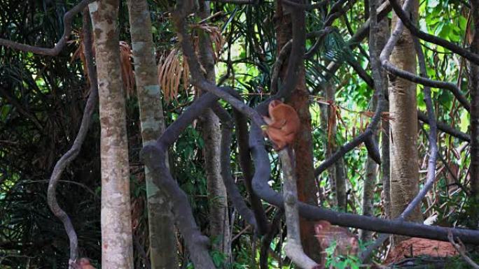 树上雨林中的猴子家族