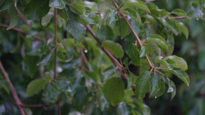 4k雨中的绿叶 绿叶上的雨滴