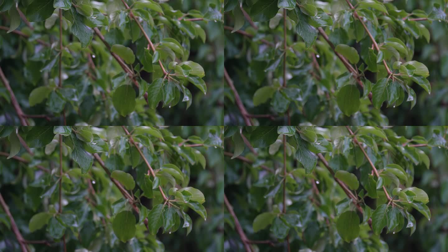 4k雨中的绿叶 绿叶上的雨滴