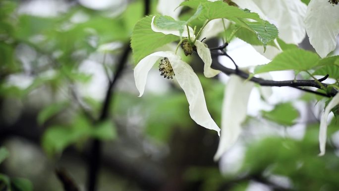 鸽子花珙桐树夏季雨天水滴自然唯美景致