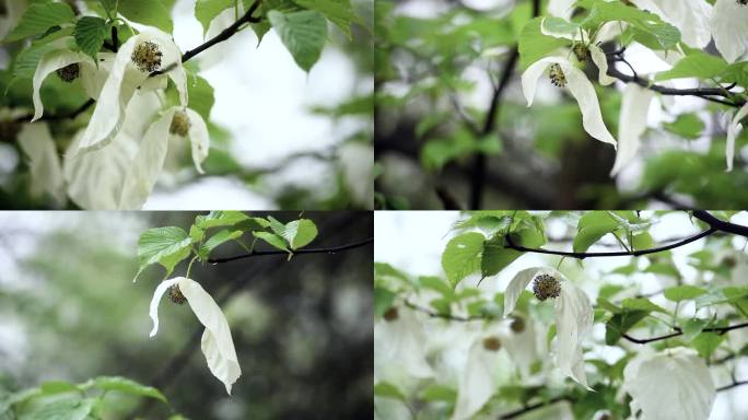 鸽子花珙桐树夏季雨天水滴自然唯美景致