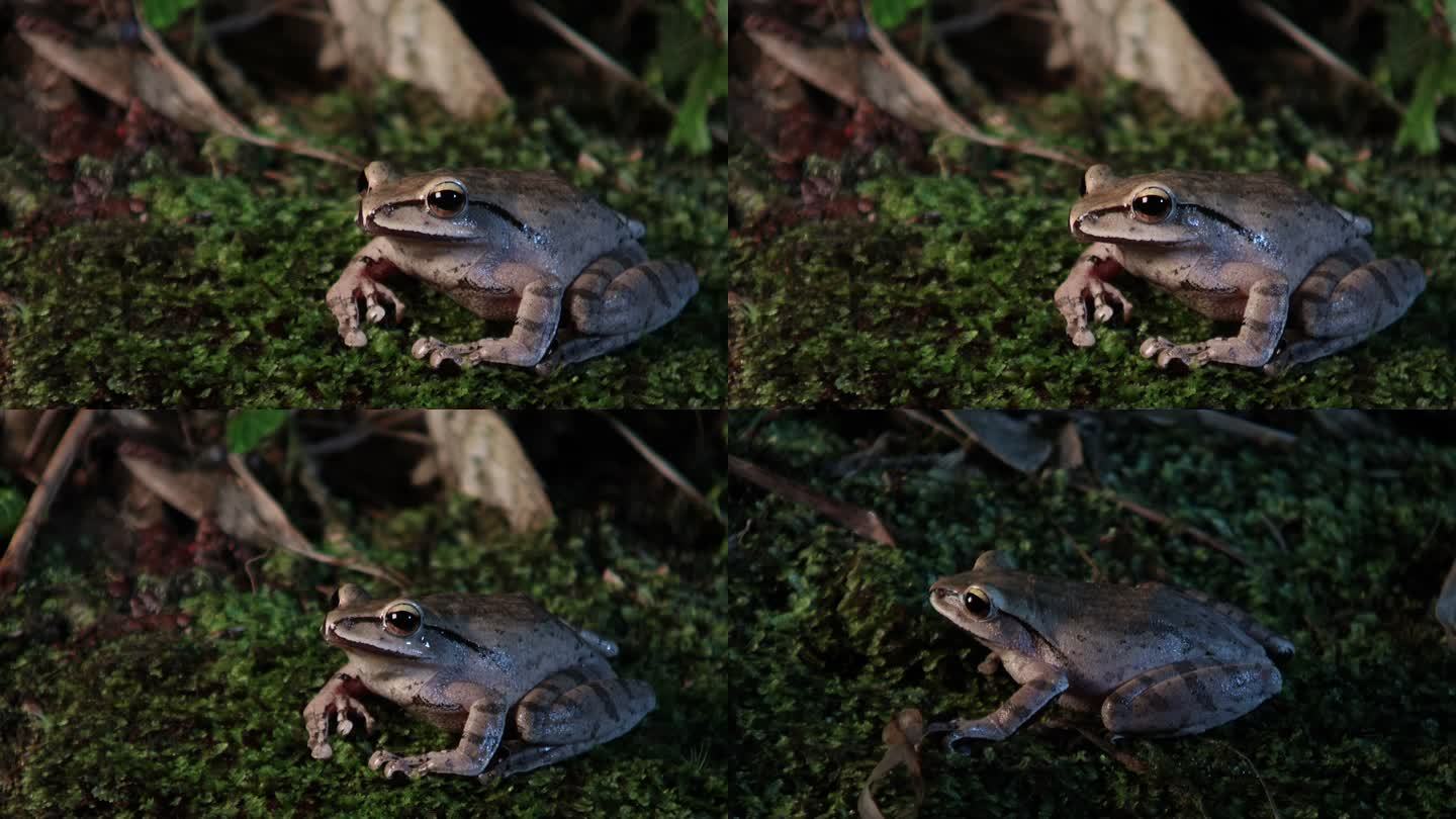 竹林野生环境中的竹蛙青蛙一组