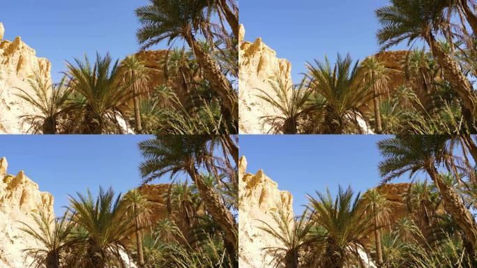风景优美的棕榈树和岩石与蓝天