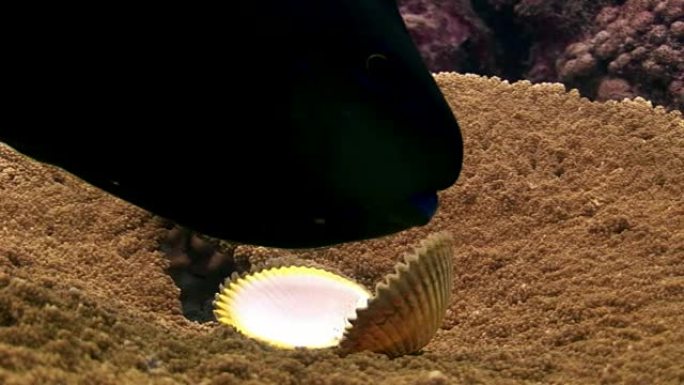 马尔代夫珊瑚acropora水下惊人海床上的Pinctada margaritifera。