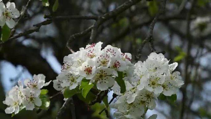 早春开花树的特写。4k超高清视频