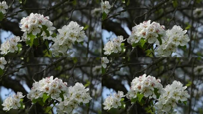 早春开花树的特写。4k超高清视频