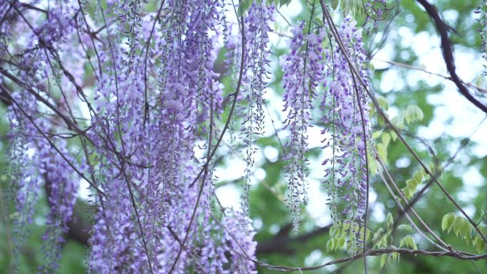 紫藤 花