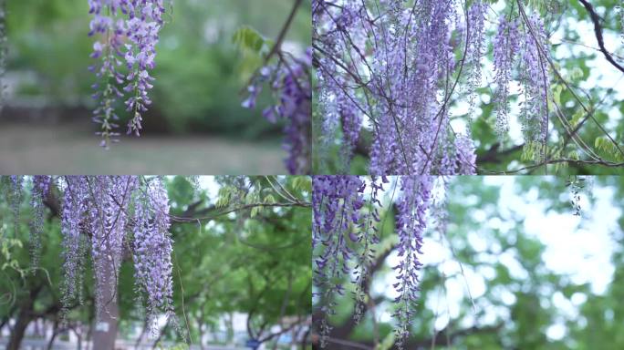 紫藤 花