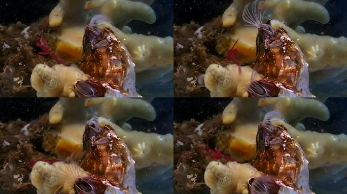 在海底水下的Balanus balanomorpha海橡子海洋甲壳类动物。
